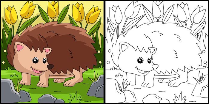Hedgehog Coloring Page Colored Illustration