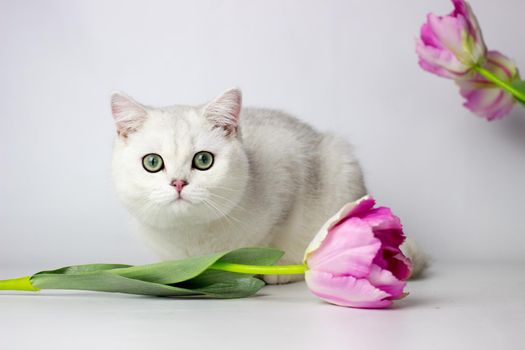 British shorthair cat on the white background. Beautiful white cat. Spring decor home