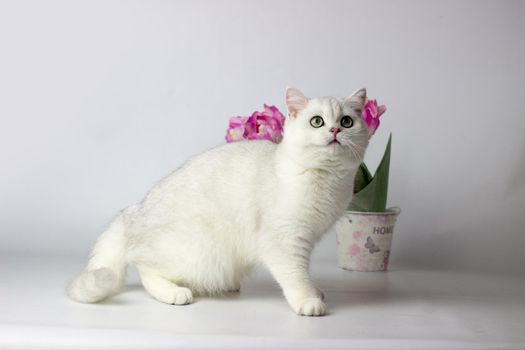 British shorthair cat on the white background. Beautiful white cat. Spring decor home