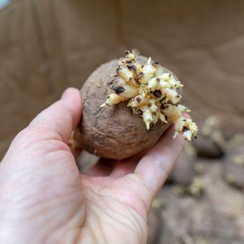 sprouted potato tubers in hand close-up, spoiled vegetables