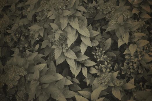 Fine art Vintage Plant texture. Grunge nature floral abstract background. Trendy overlay photographic backdrop for create cute family photo, atmospheric child portraits and loving humans
