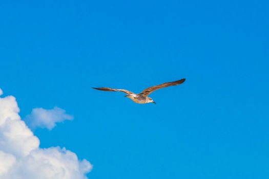 Flying seagull bird with cloudy blue sky background on beautiful Holbox island beach in Quintana Roo Mexico.