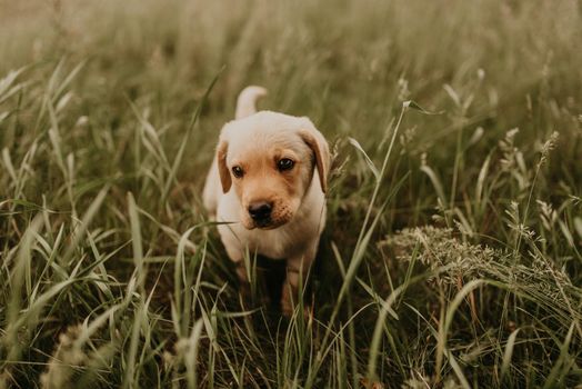 A little dog labrador walks in the green grass.