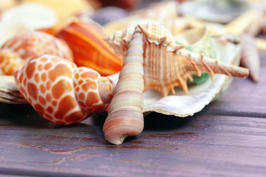Different sea shells on color wooden background