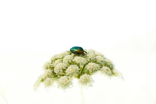 Green beetle on a white flower, isolated