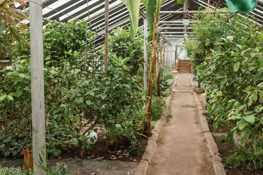 Greenhouse with a large variety of green plants. The concept of planting crops in spring.