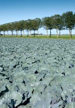 red cabbage field under blue summer sky in dutch province of noord holland