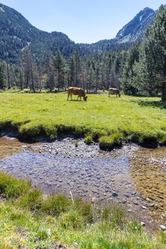 The beautiful Aiguestortes i Estany de Sant Maurici National Park of the Spanish Pyrenees mountain in Catalonia, cows on the mountain pasture