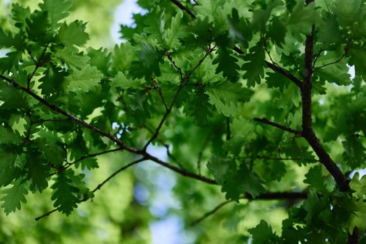 The green leaves of the oak tree on the branches glow against the blue sky, the sunlight. Planet ecology flora
