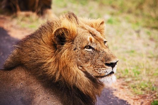 Single Male Lion 14898