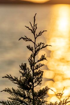 Closeup of a black silhouette of one single plant isolated at gold dark sunset sky background
