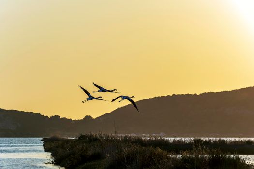Wildlife scenery view with beautiful flamingos flying at sunset in gialova lagoon, Greece