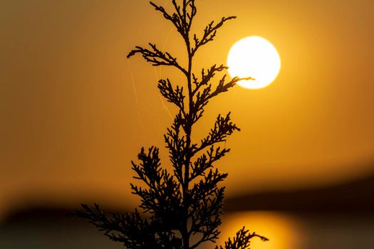 Closeup of a black silhouette of one single plant isolated at gold dark sunset sky background