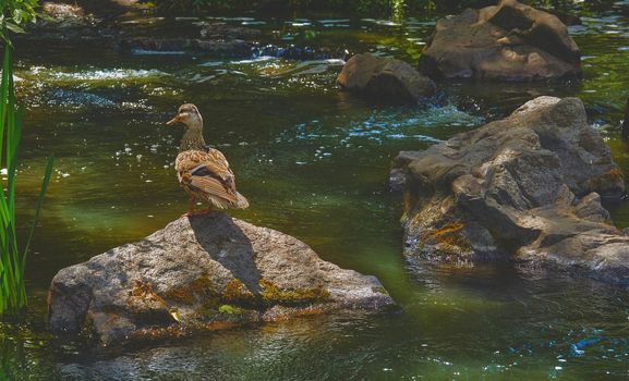 Wild brown duck walking on volcanic rocks on a river
