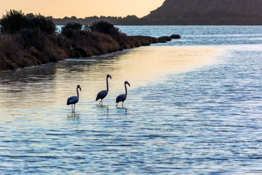 Wildlife scenery view with beautiful flamingos wandering at sunset in gialova lagoon, Greece