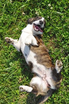 Welsh Cardigan Corgi dog top view on grass