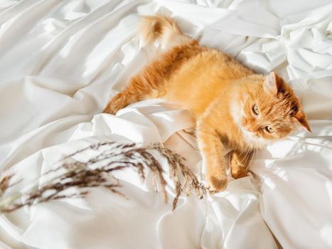 Cute ginger cat plays with dried grass on crumpled bed. Morning bedtime with playful pet. Fluffy domestic animal on white bed sheet. Cozy home.