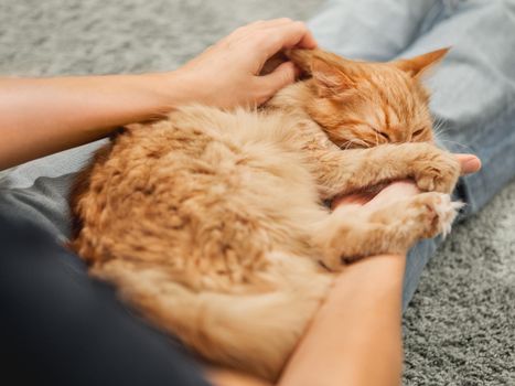 Cute ginger cat is sleeping on woman's knees. Fluffy pet comfortably settled on pet owner's legs.