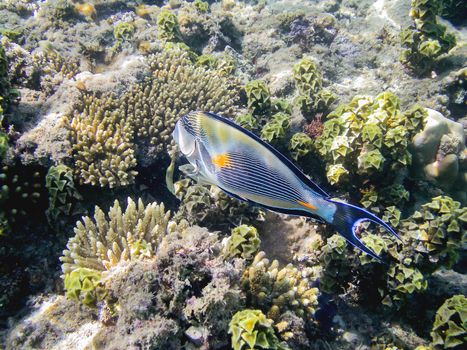 Sohal surgeonfish or Acanthurus sohal or sohal tang, Red Sea endemic. Colorful fish and corals in Egypt.
