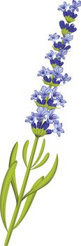Lavender herb. Blue flowers on green stem. Aroma botany