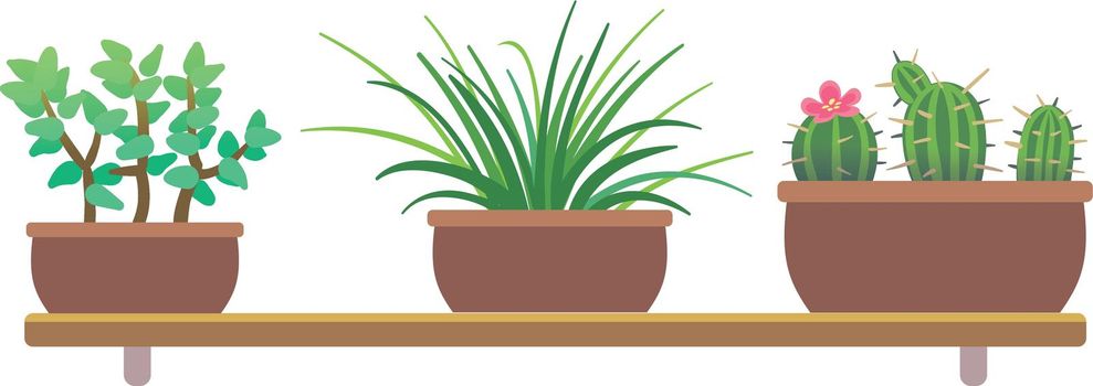 Indoor plants in pots. Cartoon home greenery shelves