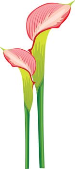 Exotic pink flower bud. Realistic lily blossom