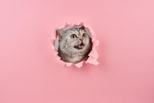 Cat yelling in a hole in the pink cardboard, concept of animal behavior