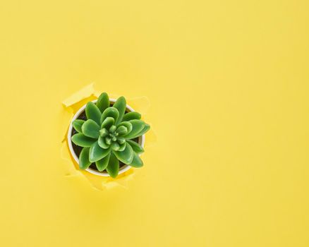 A ripped hole in yellow textured background, cactus flower pot, concept of rupted paper with copy space. Long width side banner.
