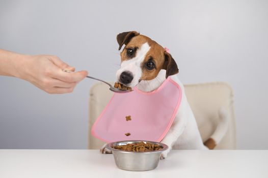 A woman feeds her pet dry food from a spoon. Dog jack russell terrier at the dining table in a bib.