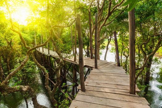 Wooden bridge in rain mangrove forest jungle