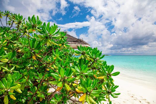 Maldive Sand Beach and green palm foliage view