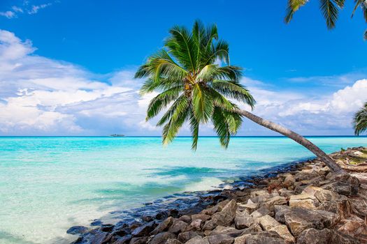 Maldive Islands Sand Beach and green palm foliage view