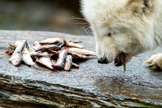 White arctic fox eating fish from a stone