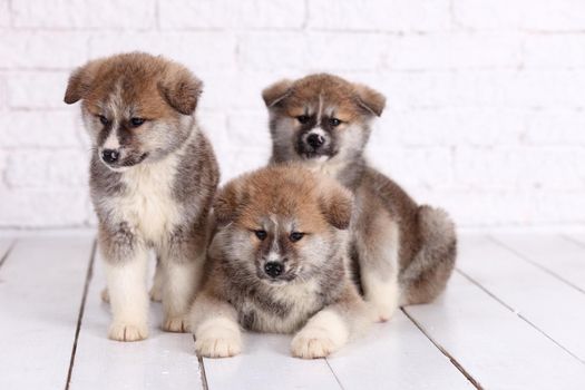 Japanese Akita-inu, akita inu dog puppys
