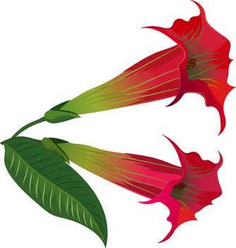 Angel trumpet flower. Brugmansia exotic plant blossom