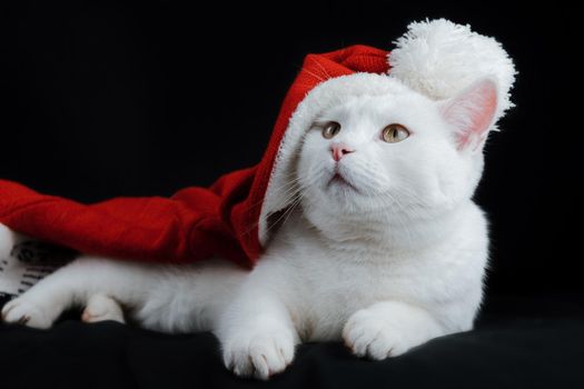 Ginger fat cat in a santa hat. Christmas with a cat. portrait of a fat cute ginger cat.