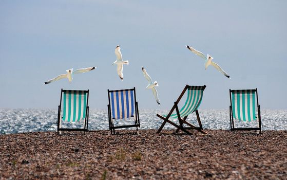 chair on the beach with flying bird
