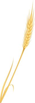 Dry yellow wheat. Harvest crop cartoon plant