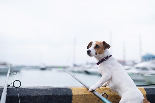 Jack Russell Terrier dog sitting with a fishing rod near the harbor.