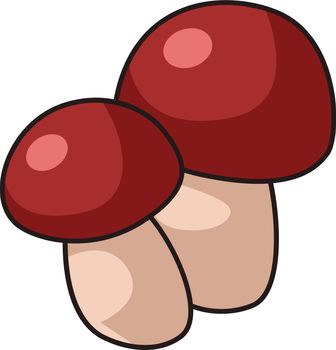 Cep mushrooms. Penny bun, porcino or porcini fungus