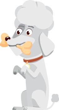 White poodle with bone. Cute cartoon puppy character