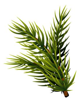 Fir branch. Pine tree needle. Winter symbol