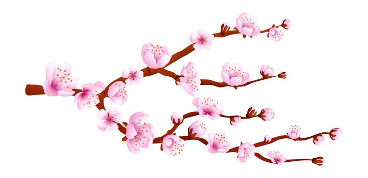 Sakura tree blooming at spring. Pink cherry blossom