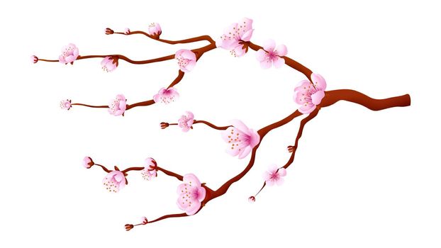 Sakura branch. Pink cherry blossom. Japanese garden tree