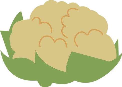 Cauliflower head icon. Hand drawn healthy vegetable