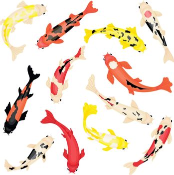 Koi carps swimming. Colorful japanese fish top view