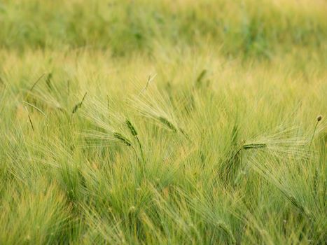 Agricultural field of rye. Green ears with grains. Growing cereal plants. Natural background.