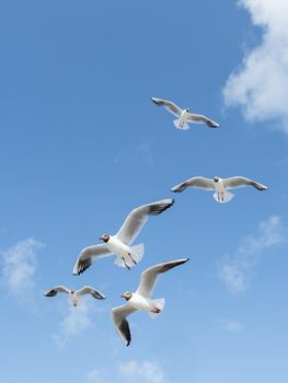 Flying seagulls on clear blue sky background. Flock of sea birds in flight. Symbol of freedom.