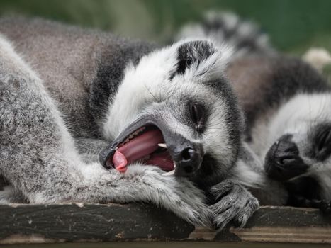 Sleeping pair of ring-tailed lemur or lemur catta. Grey fluffy animals have a nap on wooden plank.