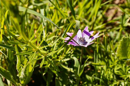 Anemone purple flower